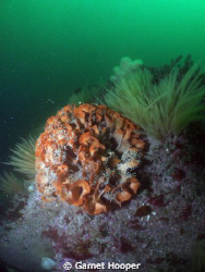 This photo shows that although British vis isn't always g... by Garnet Hooper 